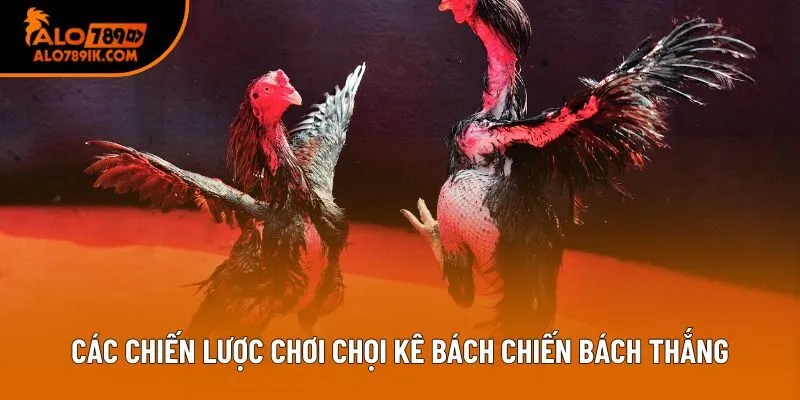 Các chiến lược chơi chọi kê bách chiến bách thắng