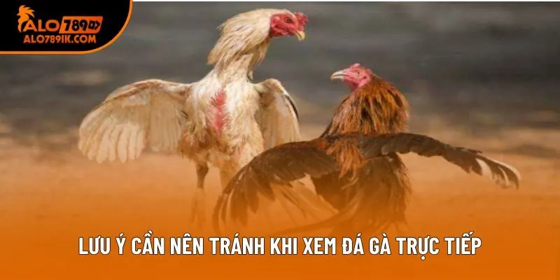 Lưu ý cần nên tránh khi xem đá gà trực tiếp