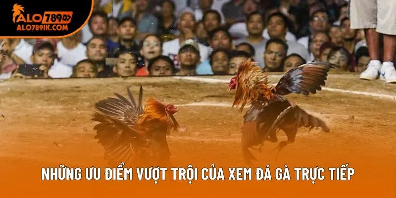 Những ưu điểm vượt trội của xem đá gà trực tiếp