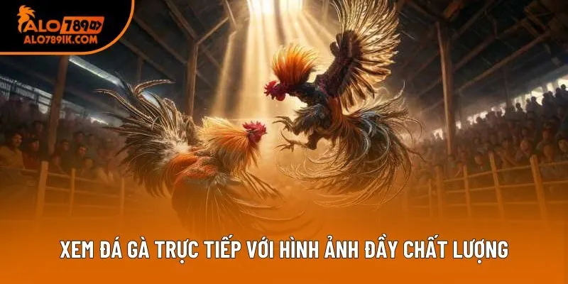 Xem đá gà trực tiếp với hình ảnh đầy chất lượng