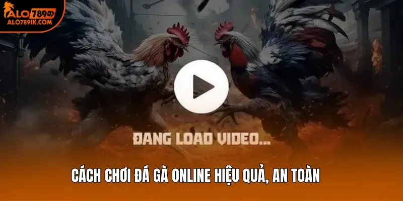 Cách chơi đá gà online hiệu quả, an toàn 