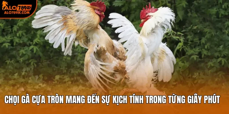 Chọi gà cựa tròn mang đến sự kịch tính trong từng giây phút