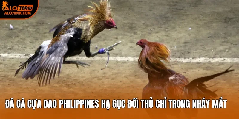 Đá gà cựa dao Philippines hạ gục đối thủ chỉ trong nháy mắt