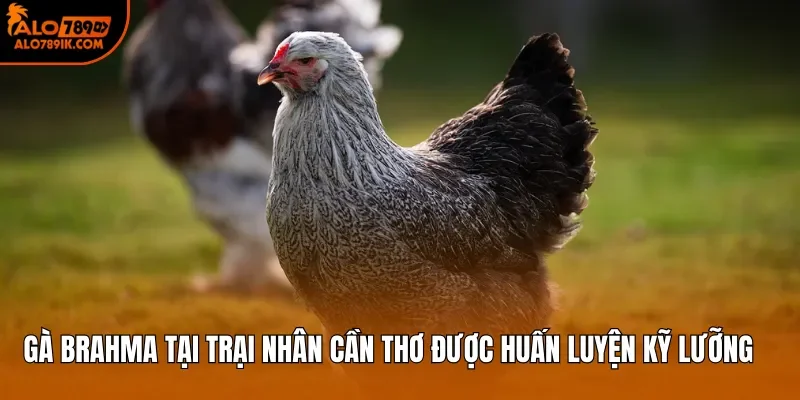 Gà Brahma tại trại Nhân Cần Thơ được huấn luyện kỹ lưỡng 