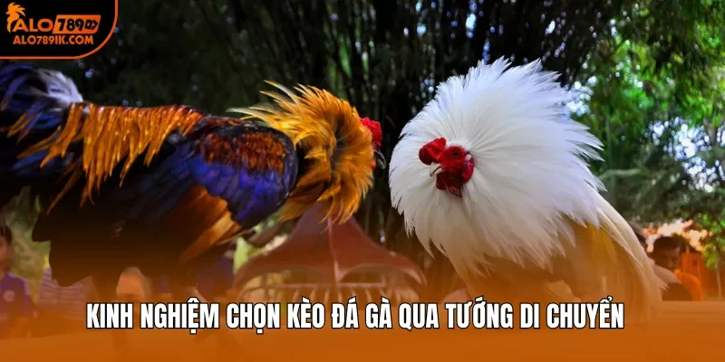 Kinh nghiệm chọn kèo đá gà qua tướng di chuyển