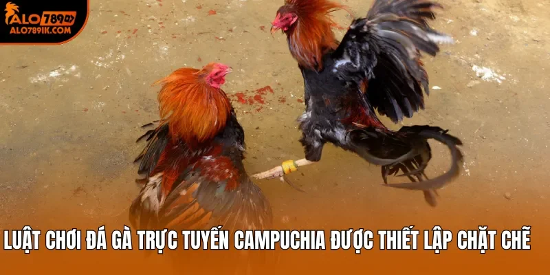 Luật chơi đá gà trực tuyến Campuchia được thiết lập chặt chẽ