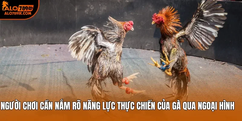 Người chơi cần nắm rõ năng lực thực chiến của gà qua ngoại hình 