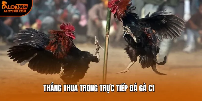 Thắng thua trong trực tiếp đá gà C1