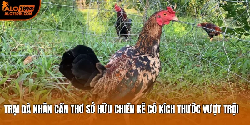 Trại Gà Nhân Cần Thơ sở hữu chiến kê có kích thước vượt trội 