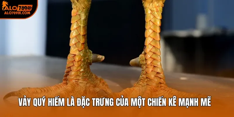 Vảy quý hiếm là đặc trưng của một chiến kê mạnh mẽ