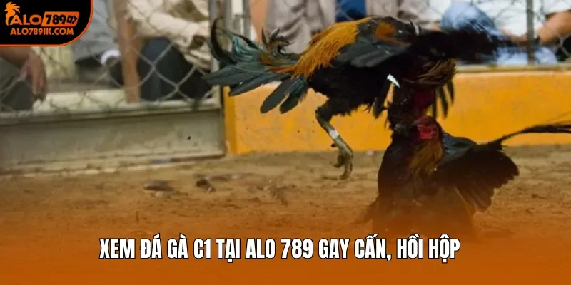 Xem đá gà C1 tại Alo 789 gay cấn, hồi hộp